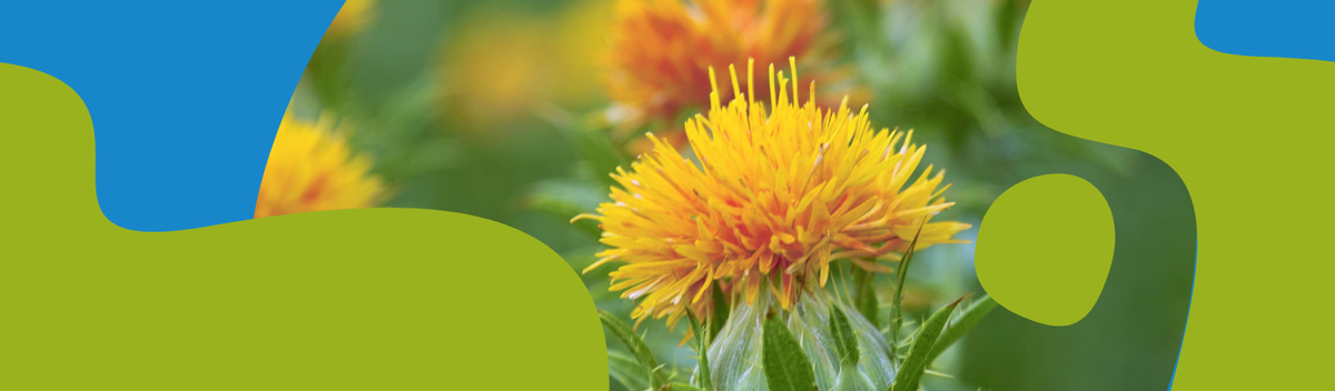 Safflower Oil – Properties, Benefits & Uses