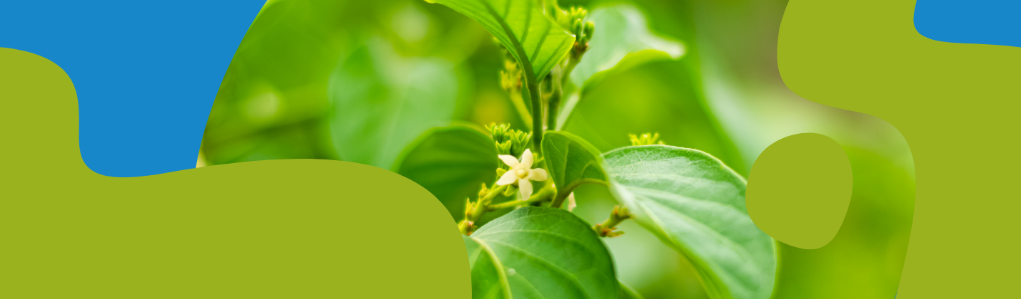 Gurmar (Gymnema Sylvestre): Benefits & Supplements