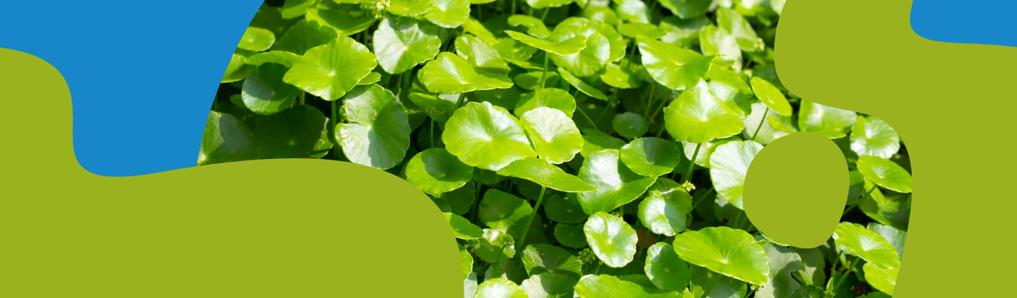 Gotu Kola: Benefits, Uses & Dosage Guide