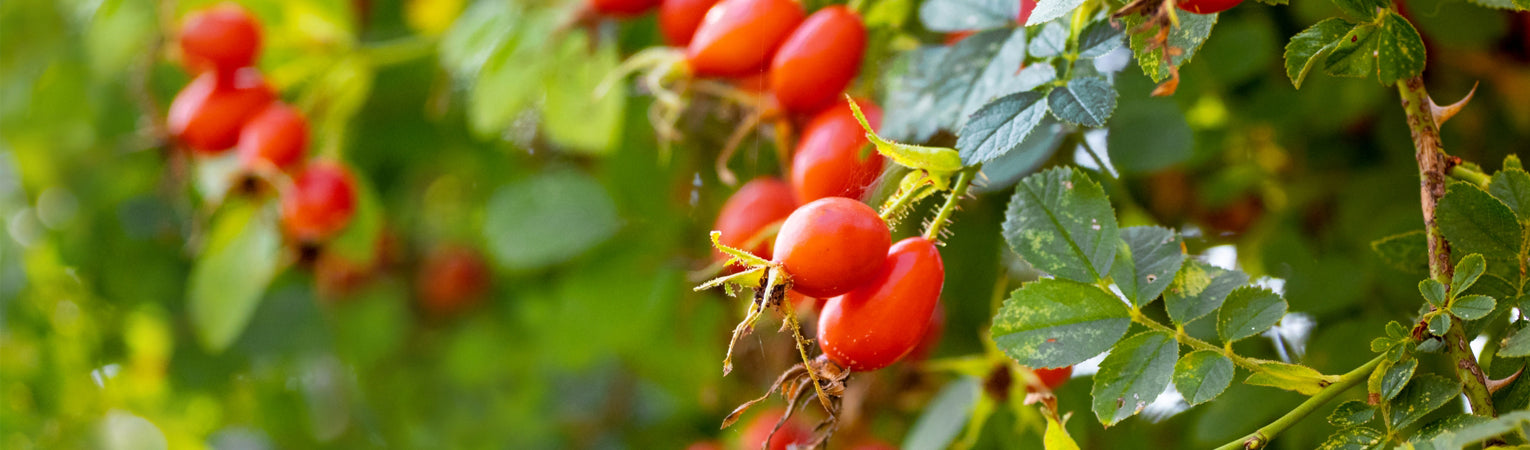Wild Rosehip - vitamin C content and its effect on the body